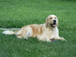 Golden retriever s PP - štěňata /zlatý retrívr/
