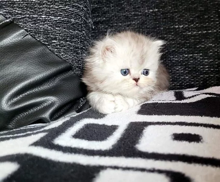 Prodám perského kocourka