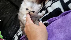 Prodám perského kocourka