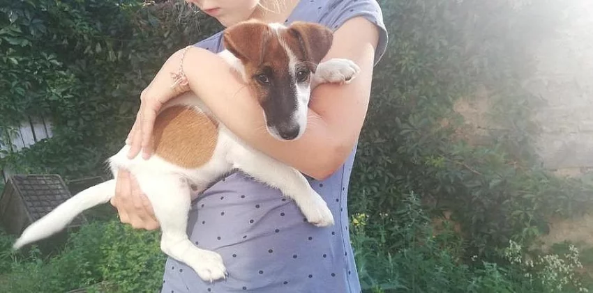 Štěně Foxteriéra