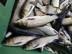 Kapr/amur - Násadové ryby pro podzim 2022