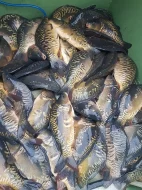Kapr/amur - Násadové ryby pro podzim 2022