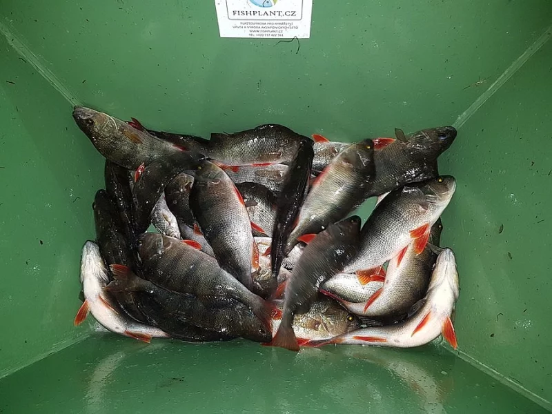 Kapr/amur - Násadové ryby pro podzim 2022