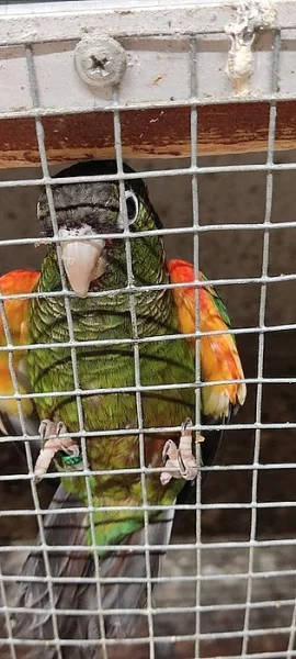 PYRURA RUDORAMENNÝ Egregia