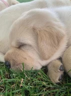 Štěňátka labradorského retrívra s PP