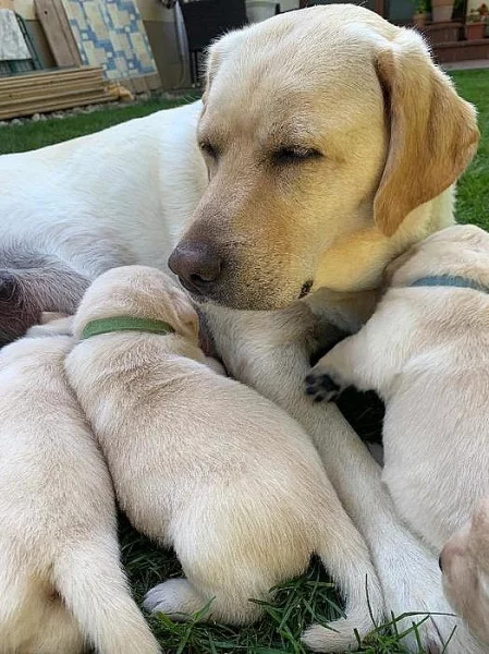 Štěňátka labradorského retrívra s PP