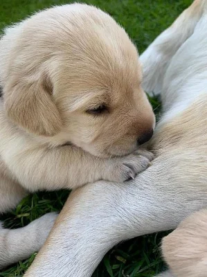Štěňátka labradorského retrívra s PP