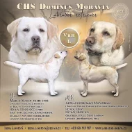 Štěňátka labradorského retrívra s PP