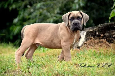 Cane Corso štěňata formentino