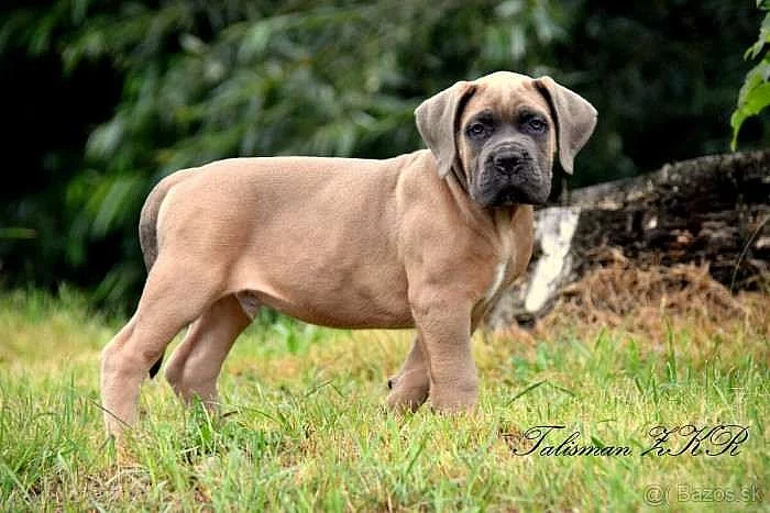 Cane Corso štěňata formentino