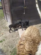 Letošní jehňata - kříženci Vřesové a Skudde
