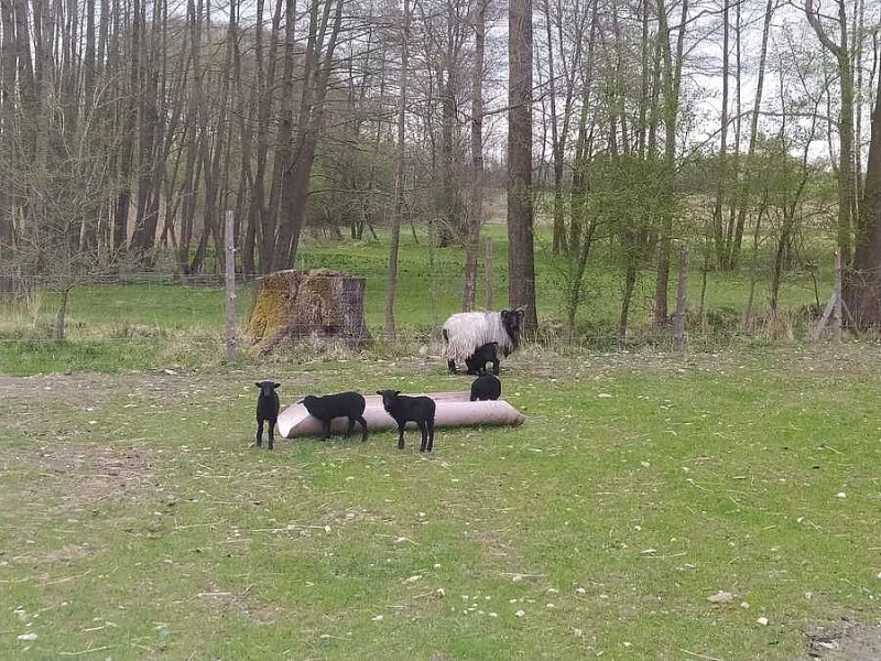 Letošní jehňata - kříženci Vřesové a Skudde