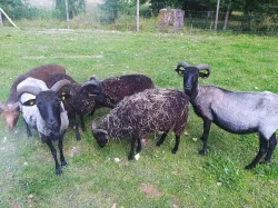 Letošní jehňata - kříženci Vřesové a Skudde