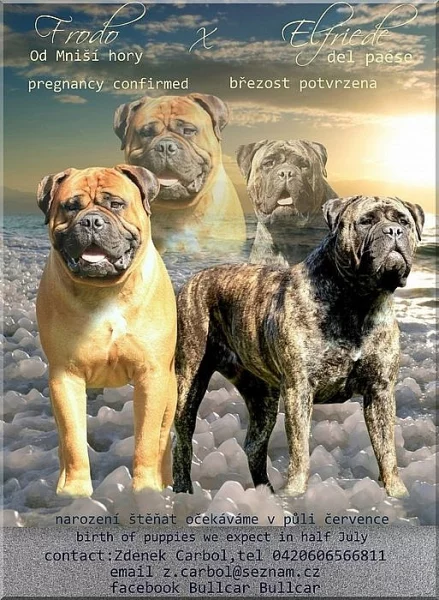 Bullmastiff