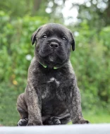 Bullmastiff