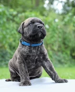 Bullmastiff