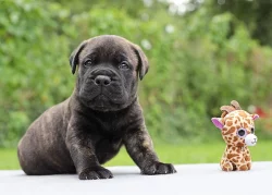 Bullmastiff