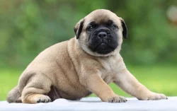 Bullmastiff