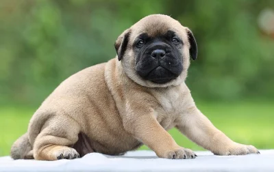 Bullmastiff