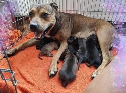 Americký pitbulteriér