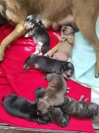 Americký pitbulteriér