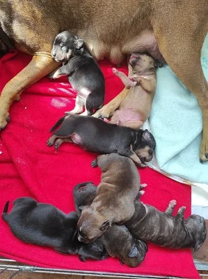 Americký pitbulteriér
