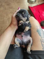 Americký pitbulteriér