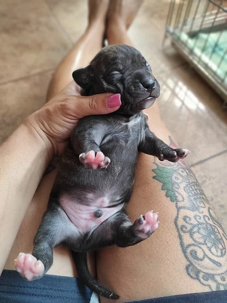 Americký pitbulteriér