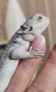 Mláďata Agamy vousaté Hypo Zero