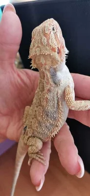 Mláďata agamy vousaté Hypo het Zero