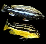 Tlamovci MALAWI