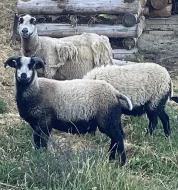 Jehňata