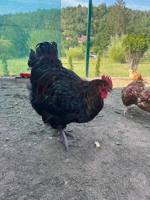 Orpingtonka