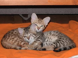 Savannah F3c koťata 2 kocourci s PP