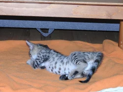 Savannah F3c koťata 2 kocourci s PP