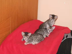 Savannah koťata F6 SBT 2 kocourci a 1 kočička s PP