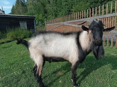 Kozel na chov