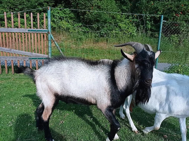 Kozel na chov