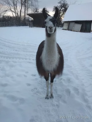 Lama krotká - samec