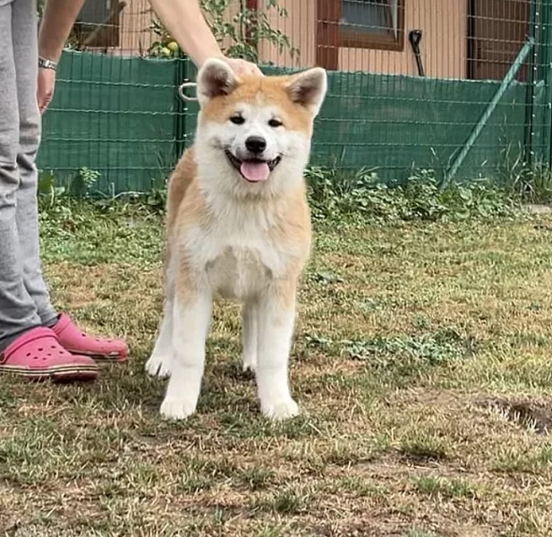 Akita štěně
