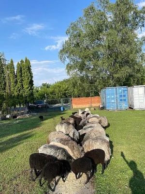 Ovce, jehničky, beránci
