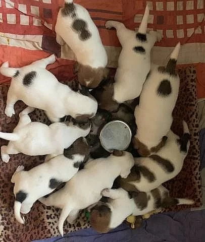 Štěňátka Jack Russell teriér s PP