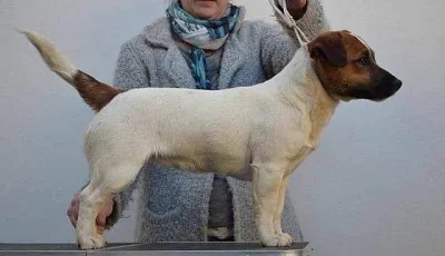 Štěňátka Jack Russell teriér s PP