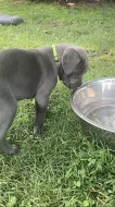 Šedá štěňata Cane Corso