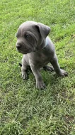 Šedá štěňata Cane Corso