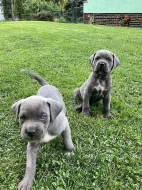 Šedá štěňata Cane Corso