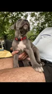 Šedá štěňata Cane Corso