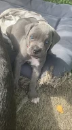 Šedá štěňata Cane Corso