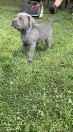 Šedá štěňata Cane Corso
