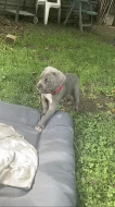 Šedá štěňata Cane Corso